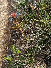 Puya eryngioides image