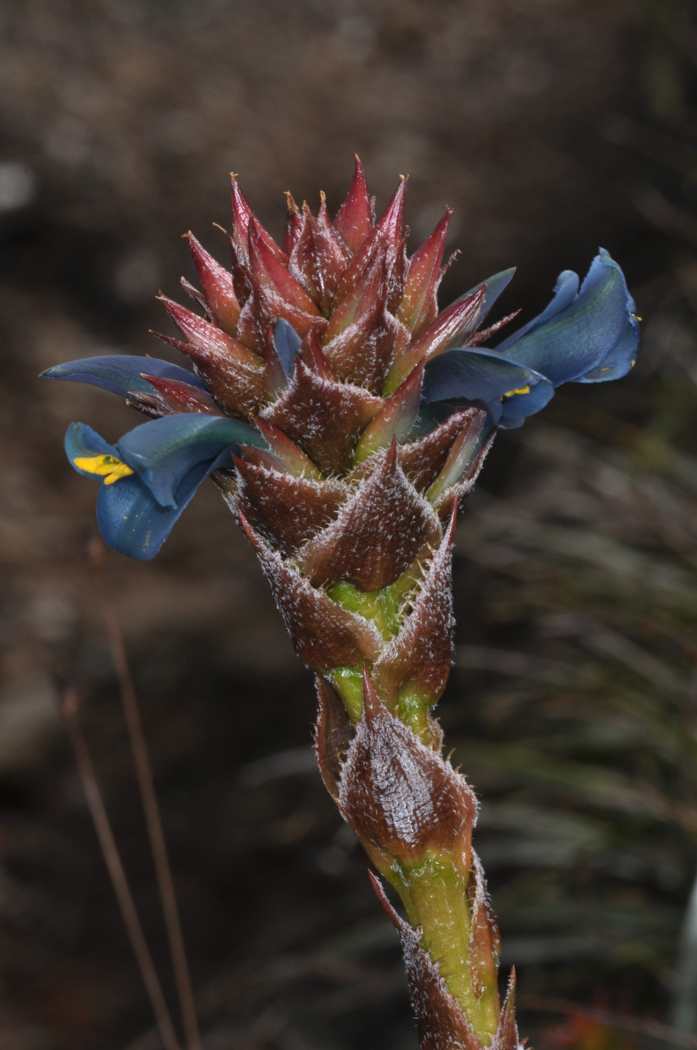 Puya eryngioides image