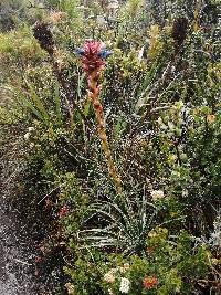 Puya eryngioides image