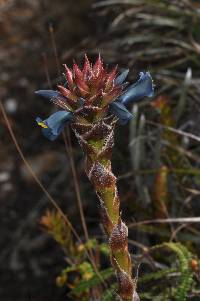 Puya eryngioides image