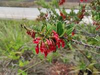 Macleania rupestris image