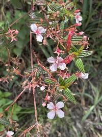 Monochaetum lineatum image