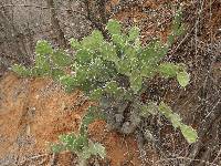 Opuntia quitensis image