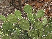 Opuntia quitensis image