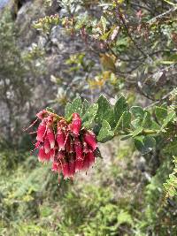 Macleania rupestris image