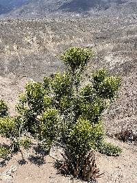 Euphorbia tirucalli image