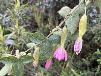 Passiflora glaberrima image