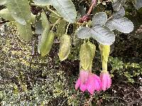 Passiflora glaberrima image