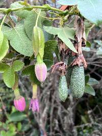 Passiflora glaberrima image