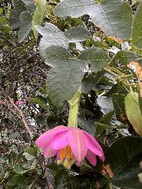 Passiflora glaberrima image