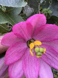 Passiflora glaberrima image