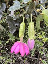 Passiflora glaberrima image