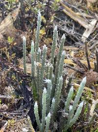 Lycopodium vestitum image