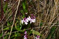 Epidendrum fimbriatum image