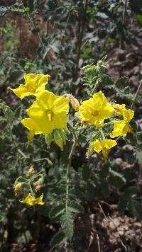 Solanum habrochaites image