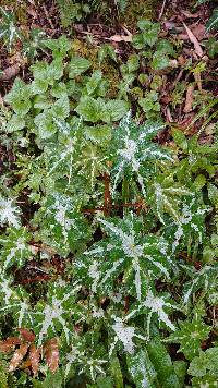 Image of Begonia acerifolia