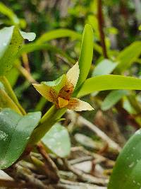 Maxillaria estradae image