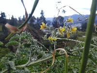 Solanum habrochaites image