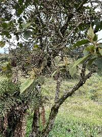 Solanum asperolanatum image