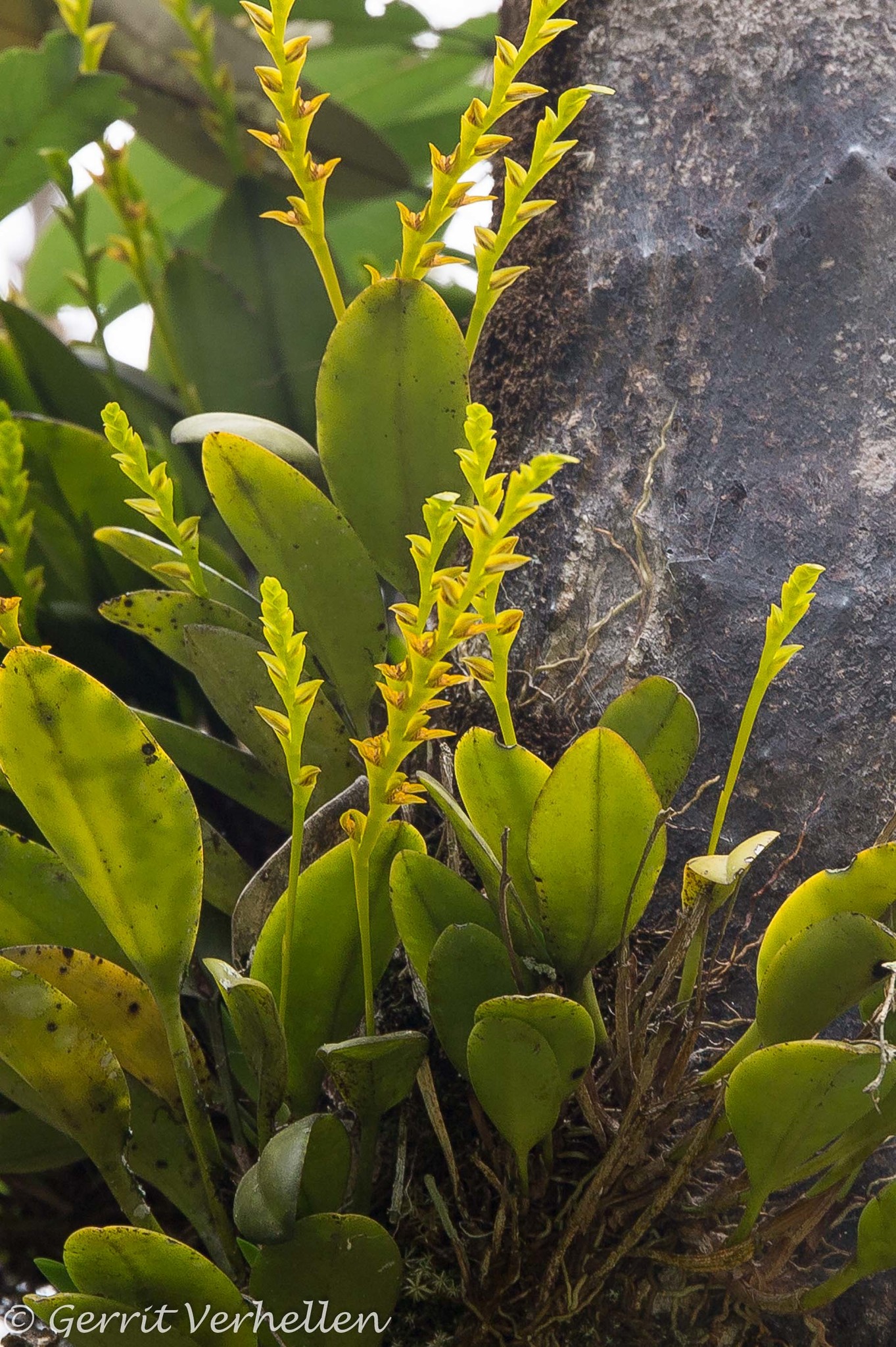 Acianthera tricarinata image