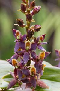 Image of Epidendrum chondrochilum