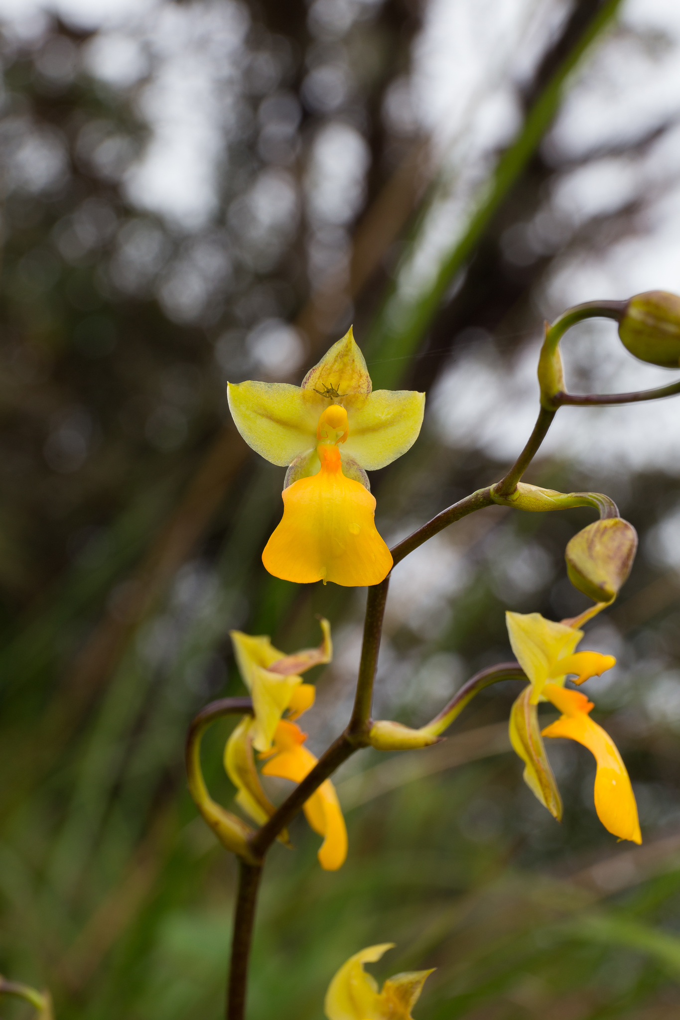 Cyrtochilum aureum image