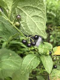 Solanum americanum image