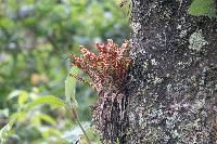 Tillandsia biflora image