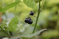 Solanum americanum image