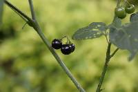 Solanum americanum image