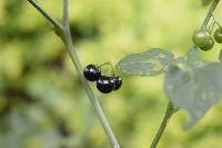 Solanum americanum image