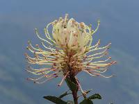 Oreocallis grandiflora image