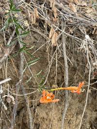 Bignonia longiflora image