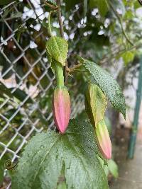 Passiflora tarminiana image