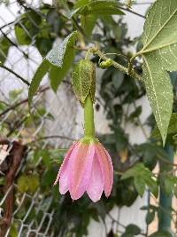 Passiflora tarminiana image