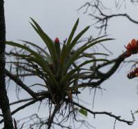 Guzmania monostachia image