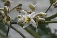 Solanum albidum image