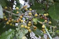 Solanum albidum image