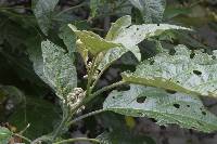 Solanum albidum image