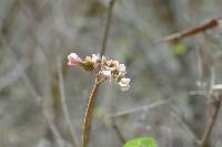 Begonia parcifolia image