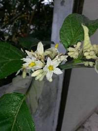 Solanum albidum image