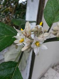 Solanum albidum image