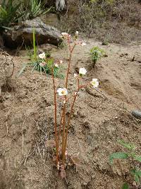 Begonia parcifolia image