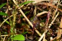 Andinia schizopogon image