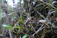 Andinia schizopogon image