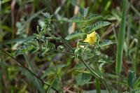 Solanum habrochaites image