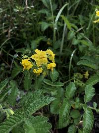 Solanum habrochaites image