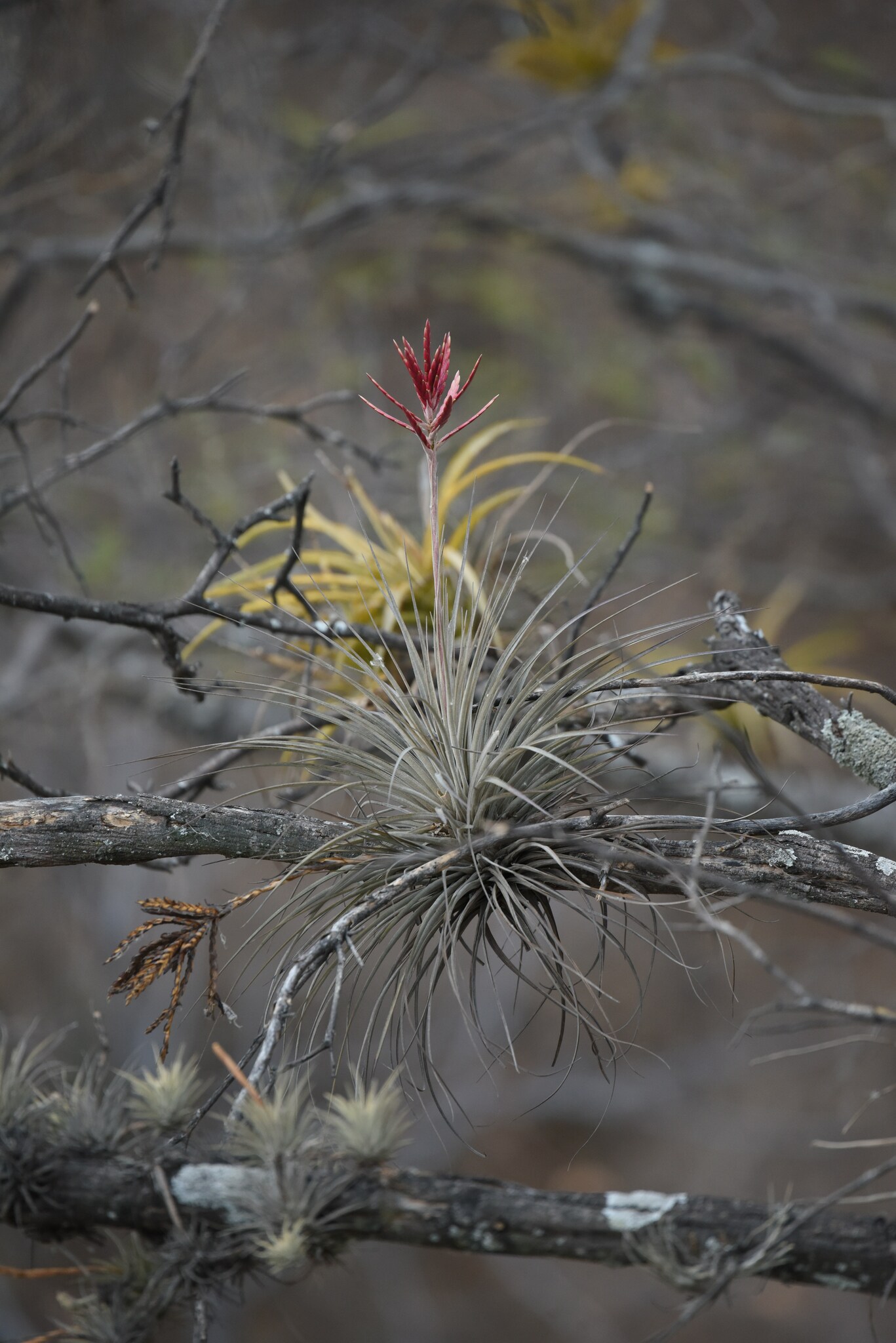 Tillandsia pseudofloribunda image