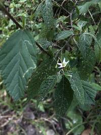 Solanum macrotonum image