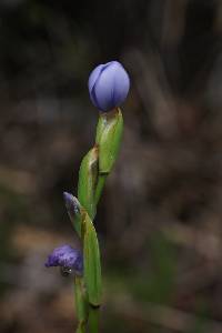 Orthrosanthus chimboracensis image